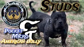 READY TO WORK! Available STUDS - Pockets / Micro American Bully