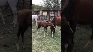 Благодарность маме 