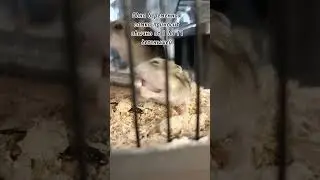 #джунгарскийхомяк #зоомагазин