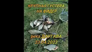 Рыбалка на реке Даугава_Ловля крупной густеры на фидер
