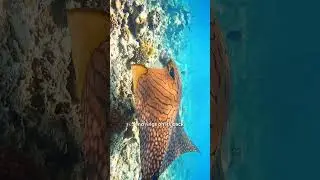 Rare Ornate Eagle Ray Spotted in the Maldives 🔍🌊🇲🇻 📽 - moodhumeehaa
