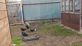 Николаевские голуби