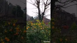 Today beautiful weather Rain/snow fall all together ||Love nature ||#villagelife #lovenature#snowfal
