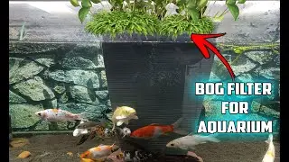How To build a DIY Bog Filter For Aquarium