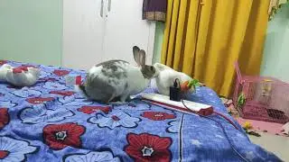 Rabbit and her stuffed toy