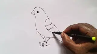 how to draw parrot drawing easy step by step@DrawingTalent