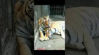 Tiger 233
