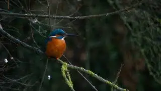 PHOTO ANIMALIÈRE : Comment Photographier Le Martin Pêcheur