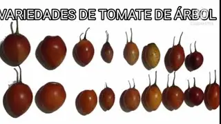 Variedades de Tomate de árbol