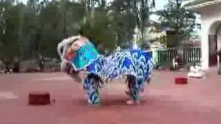 仁義堂 Lion Dance Yun Yee Tong