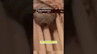 ‼️ ОСЫ НАПАЛИ НА ПЕНСИОНЕРА В ЕГО ЖЕ КВАРТИРЕ 😱