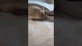 🌺Спрятался под одеялом