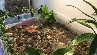 Indoor Goldfish Pond