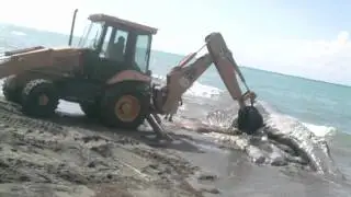 Video de la operación de rescate ballena muerta en playa Bahia Principe