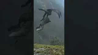 Golden Eagle kills & Carrying Fox 😱 