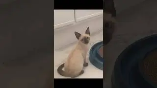 We adopted a feral kitten ❤️