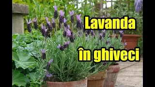 Cum se ingrijeste lavanda in ghiveci #gradinarurban