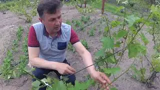 Нормировка виноградного куста сорта Сфинкс гроздьми