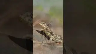 Верблюды и ящерица в Монголии