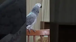 Теперь вся еда это картошка, а не каша
