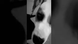 #pitbull #köpek #bmwmercedes #passat #automobile #tiktok #snapchat #instagram