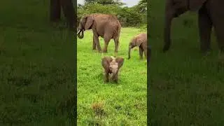 Cute Elephant Kid #shorts