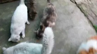 眾貓跑去開餐