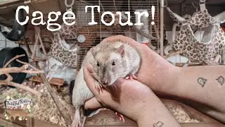 Intros are FINISHED! Tiffin and Toast have new friends! | rat cage tour