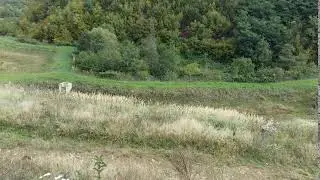Ферма коропів кої в горах