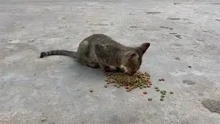 #cat