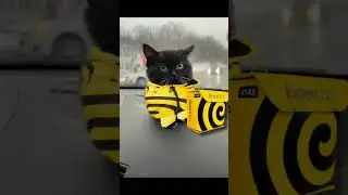 это Чмоня обычный русский кот 