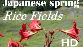Meditation in rice field HQ