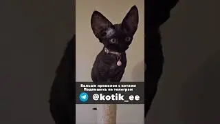 Смешные коты без озвучки 4 нарезка 