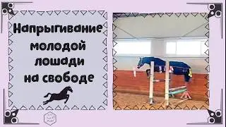 НАПРЫГИВАНИЕ МОЛОДОЙ ЛОШАДИ НА СВОБОДЕ