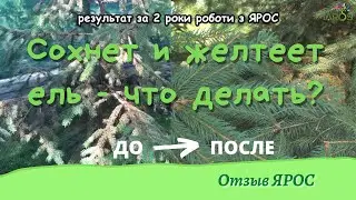 Сохнет и желтеет ель: что делать? - відгук/ отзыв ЯРОС