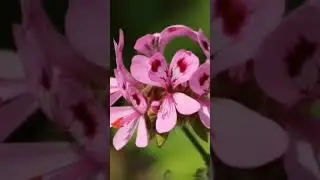 #говрек