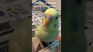 Uh oh..  #funny #birds #cute