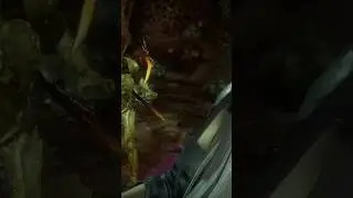 Esta puede protegerte de Quan Chi #shorts #shortvideo