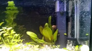 Mayalı sistem Co2 li bitkili akvaryumum