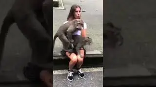 Зоо порно 