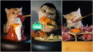 Lindo gato comiendo ASMR /Cute cat eating ASMR