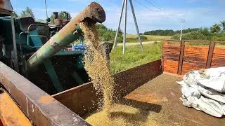 УБОРКА ЗЕРНОВЫХ 2023! Комбайн Енисей 1200