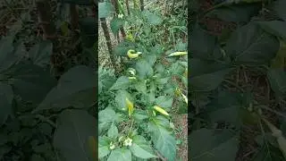 RAWIT PUTIH SUBUR DAN RIMBUN#organic