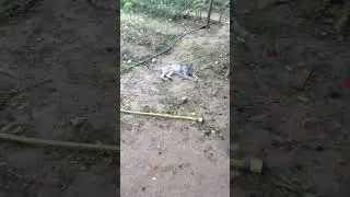 Маленький тигр 😹