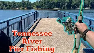 Bank Fishing with worms ( DOZENS of fish!!! )