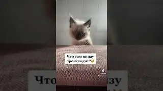 Котёнок невская маскарадная порода видео #невскаямаскарадная #тикток #tiktok
