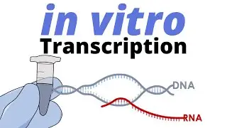 How IN VITRO TRANSCRIPTION works