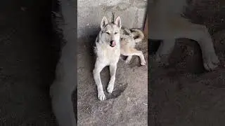Хлебосольные новости от Алтай Хлебный. Частная конюшня Старая Охота приглашает на работу инструктора