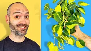 Essential Philodendron Brasil Care Tips
