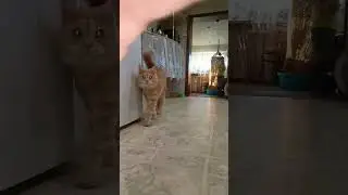 Ты представляешь .#юмор#кот#смешные котики .